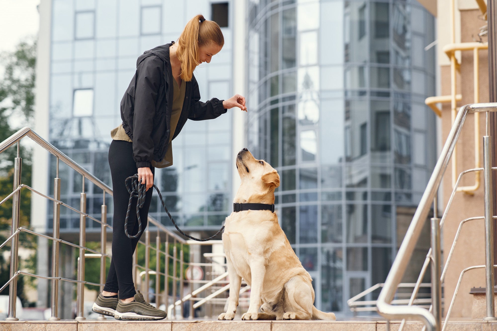 Why Harnesses Are Better Than Collars for Pets